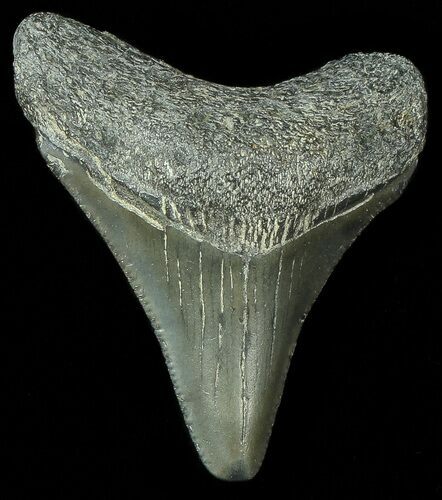 Juvenile Megalodon Tooth #69319